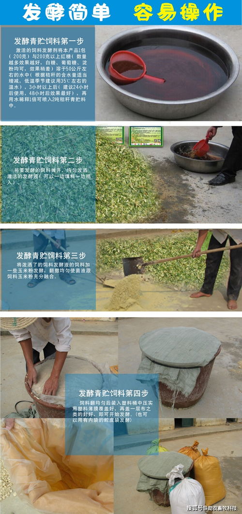青贮饲料发酵原理下如何制作才能确保饲料品质和营养价值最大化？