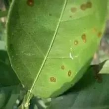 黄瓜黄斑病防治：聊聊那些杀菌剂的小秘密