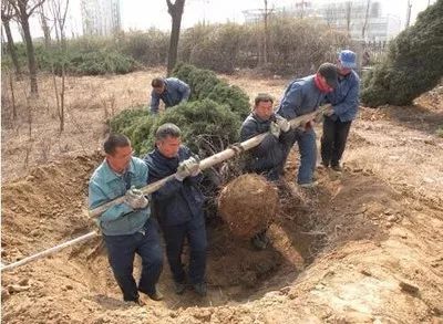 保护土球的重要性