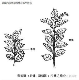 蓬莱松修剪技巧：能否轻松剪除并促进新生长？