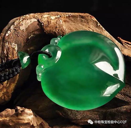 场景4：玉簪叶尖枯黄