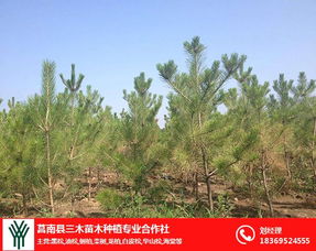 油菜生长环境解析