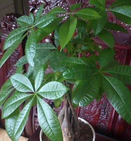 种植发财树的注意事项