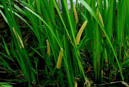 盆栽菖蒲养殖方法土壤选择