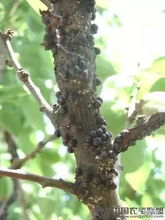 代森锰锌在防治果树病害中有哪些特点，适用于哪些常见果树病害的防治？