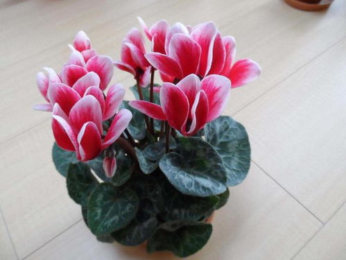 仙客来怎么养殖才能开花多？