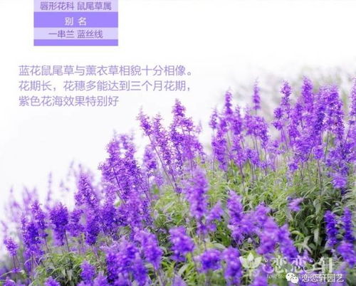 蓝花鼠尾草的最佳播种时间是什么时候