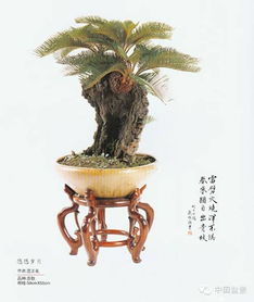 施肥要讲究：铁树爱吃肥