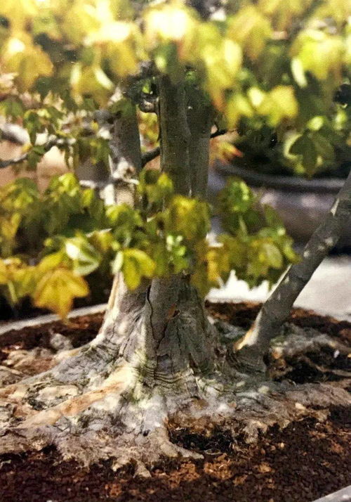 给树桩洗澡，让它舒服点