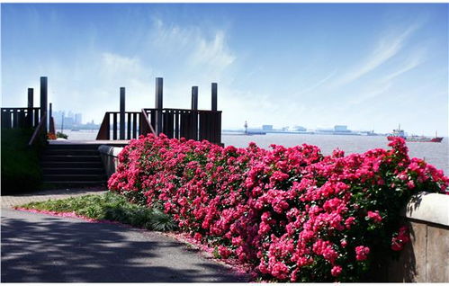 滨江之畔， 月季花墙浪漫绽放