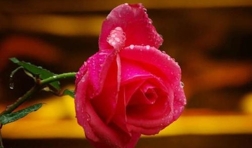 月季根系健康的关键因素：你知道吗？