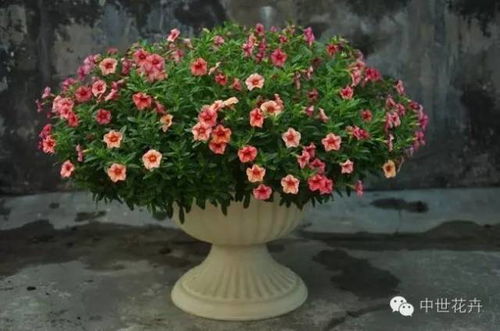 成功之花，考学必备，爆款花卉推荐！