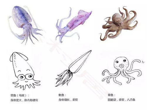 鱿鱼、墨鱼、章鱼、乌贼、八爪鱼均为软体动物