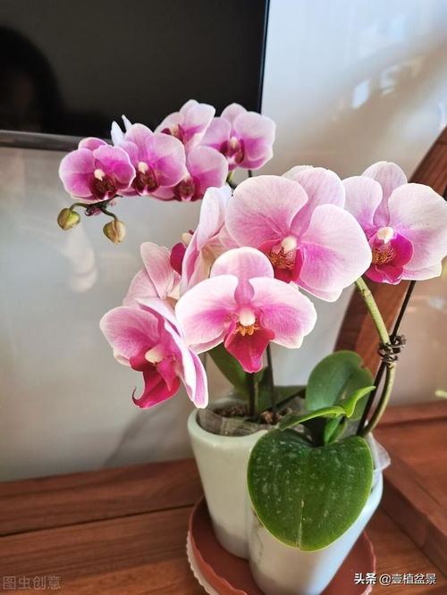 蝴蝶兰，白色花语是什么