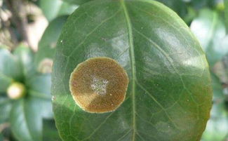 主要病害及其防治