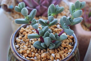 砍头的原因和好处