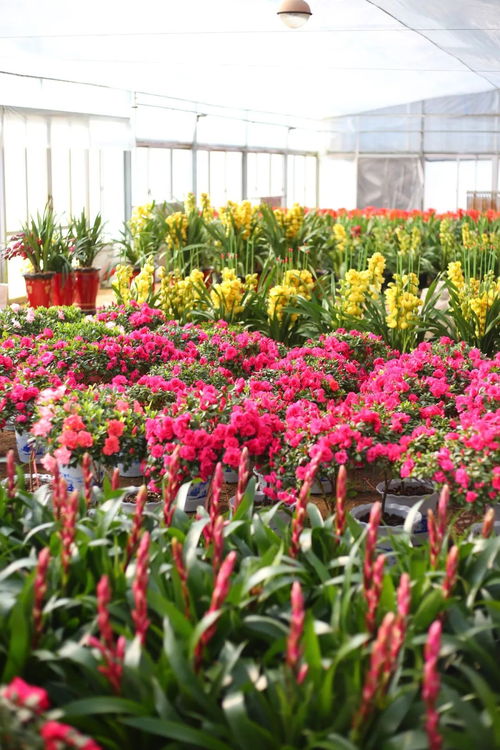 适合在湿润和温暖的地方生长的植物