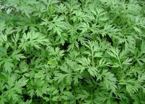 产量与收益对比表