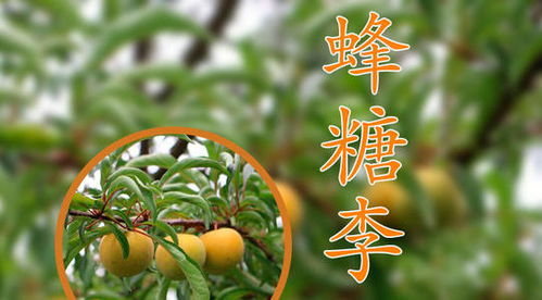 蜂糖花期常见问题大揭秘