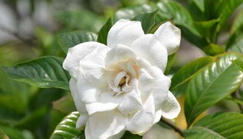 换盆三个月内别用复合肥——就像给婴儿喂辣椒