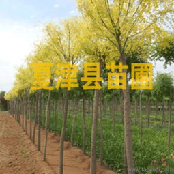 矮本金枝槐：金黄色的落叶乔木