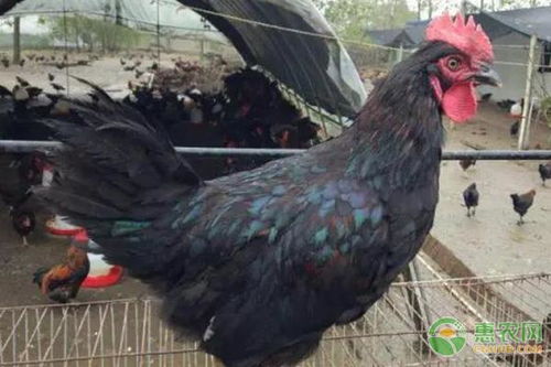 观察鸡产蛋异常，快速诊断鸡病