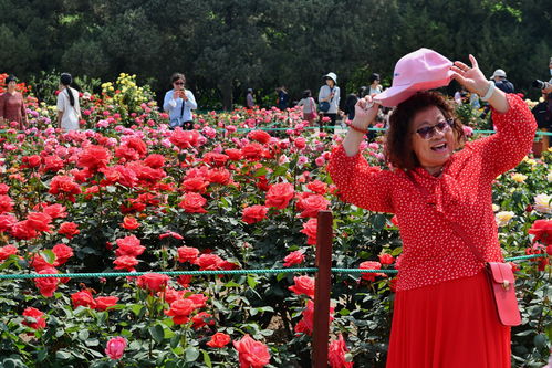 2023年北京月季文化节盛大开幕啦！