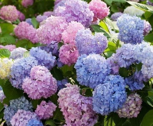绣球花语中，那深蓝、浅蓝、粉红交织的色泽