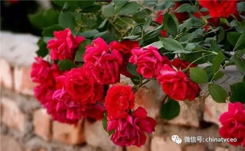 月季花开花时间揭秘