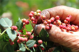 采摘技巧：戴草帽，防毒刺