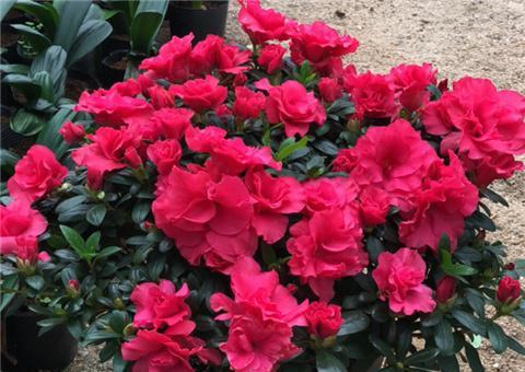 掉叶子是不是主要原因是它太娇气了？