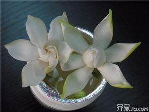 栀子花小秘密：温度那些事儿