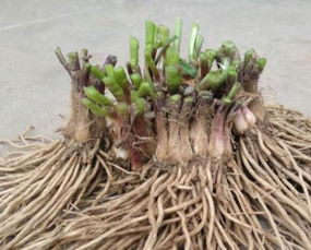 远志种子的收割时机，你真的了解吗？