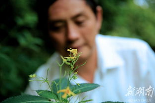 活化石树你见过吗？