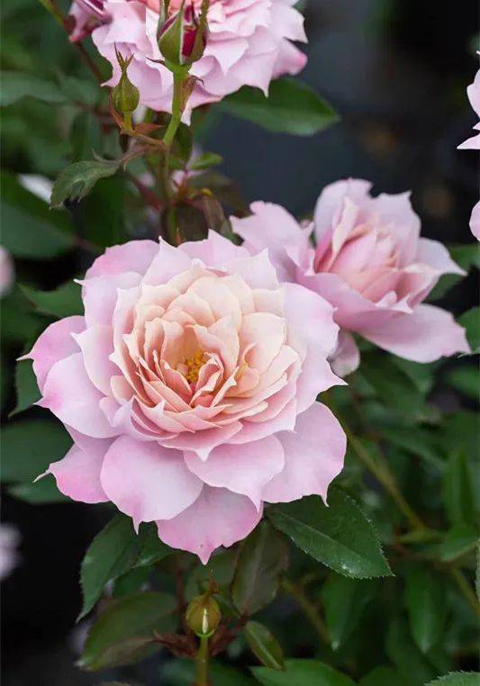 月季花的生长环境