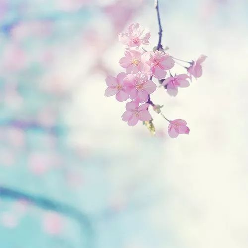 相思花语：寄情花海，心语绵绵