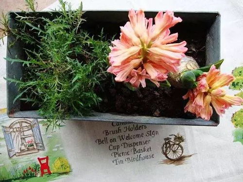 养花的心情，真的嫩让人愉悦吗？