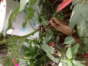 养护管理：浇水、 光照，不Neng少