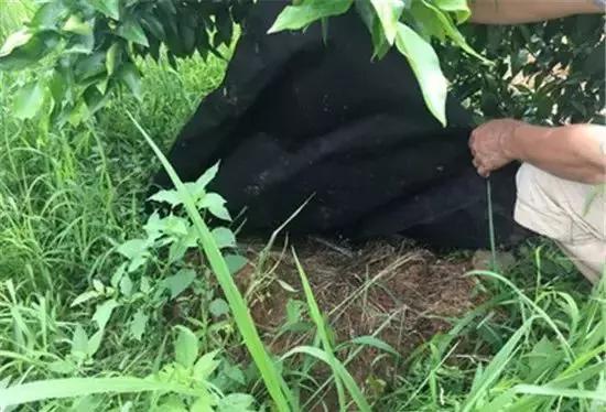 柑橘园除草，草甘膦是个啥玩意儿呃？