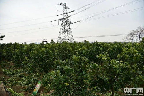 红谷滩区的特色产业助力乡村振兴