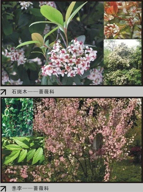 金鱼草：寓意有金有余，昭示富贵平安