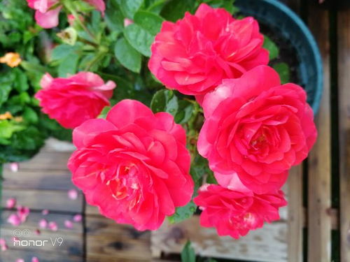 香奈儿月季与迪奥月季：花中的奢华与接地气