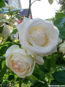 月季花的缤纷世界