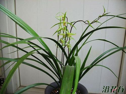 蝴蝶兰花期是多久？不同品种开花时间一样吗
