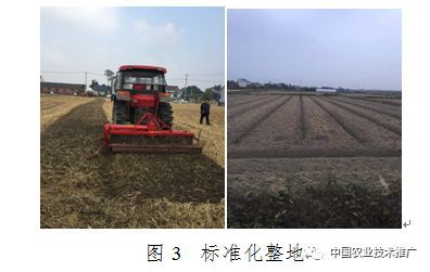 机械化种植梗划算