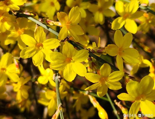 迎春花的颜色和形状
