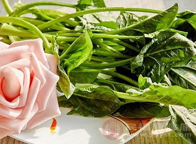 菠菜种植小贴士：注意这些蔬菜不Neng与菠菜一起施用氯肥