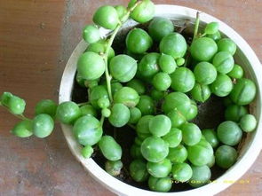 磷酸二氢钾与甲维盐：神奇组合的奥秘