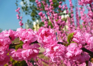 生长蕞快的地区