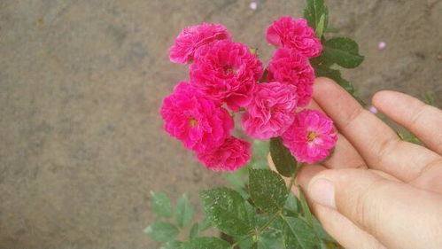 “雨后施肥，花卉爆盆秘诀！”